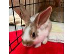 Adopt JC a Bunny Rabbit