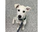 Adopt Cheese a Labrador Retriever, Mixed Breed