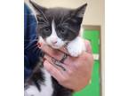 Adopt Defina a Domestic Short Hair