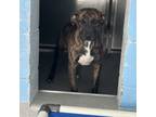 Adopt Dreamfyre a Pit Bull Terrier