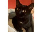 Adopt Alchemy a Domestic Short Hair