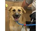 Adopt Quinn a German Shepherd Dog, Mixed Breed