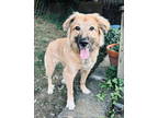 Adopt Mambo [COMING SOON] a Golden Retriever, German Shepherd Dog