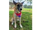 Adopt Bambi a German Shepherd Dog, Collie
