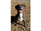 Adopt Mo a Labrador Retriever, Mixed Breed