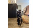 Adopt Wanda a Domestic Short Hair