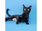 Adopt Olive a Domestic Short Hair