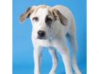 Adopt Bayleigh a Great Pyrenees