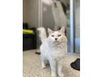 Adopt Queenie a Domestic Long Hair, Domestic Short Hair