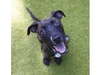 Adopt Breezie a Mastiff, Mixed Breed