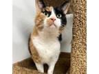 Adopt Wynonna Sue a Domestic Short Hair