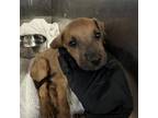 Adopt Douglass a Boxer, Mixed Breed