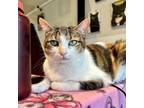 Adopt Zendaya 3 a Manx
