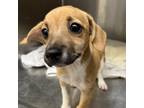 Adopt Wow a Beagle