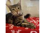 Adopt Lovey Dovey a Domestic Medium Hair