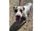 Adopt Pearl a American Staffordshire Terrier, Mixed Breed