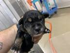 Adopt 56585030 a Retriever, Mixed Breed