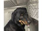 Adopt Luna a Rottweiler, Mixed Breed