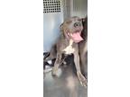 Adopt 56587188 a American Staffordshire Terrier, Mixed Breed