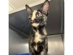 Adopt 56585417 a Domestic Short Hair