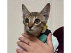 Adopt 56586436 a Domestic Short Hair