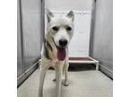 Adopt 56587538 a Husky, Mixed Breed