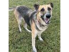 Adopt Freya a German Shepherd Dog, Mixed Breed