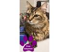 Adopt Duchess a Domestic Long Hair, Domestic Short Hair
