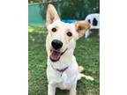 Adopt Date a Shepherd, Labrador Retriever