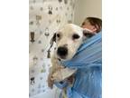 Adopt Pluto a American Staffordshire Terrier, Mixed Breed