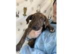 Adopt Earth a American Staffordshire Terrier, Mixed Breed