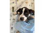 Adopt Mercury a American Staffordshire Terrier, Mixed Breed