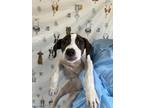 Adopt Saturn a American Staffordshire Terrier, Mixed Breed