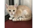 Adopt Nori a Domestic Short Hair