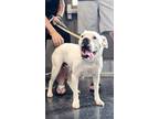 Adopt Alita a Boxer