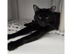 Adopt *Eclair* a Domestic Short Hair