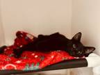 Adopt Egg a Domestic Short Hair