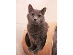 Adopt Josie a Domestic Medium Hair