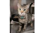 Adopt Josie a Domestic Short Hair