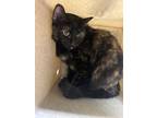 Adopt Nutmeg a Domestic Short Hair