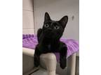 Adopt Sydney a Domestic Short Hair