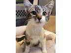 Adopt Trace a Domestic Short Hair