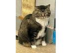 Adopt Macy a Domestic Short Hair