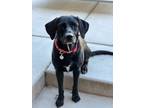 Adopt Raven a Labrador Retriever