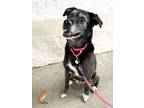 Adopt Royal a Shepherd