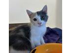 Adopt Bijou a Domestic Short Hair