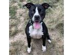 Adopt Ester a Hound
