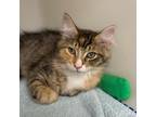 Adopt Jane a Domestic Medium Hair