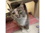 Adopt Sweet Pea a Domestic Medium Hair