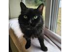 Adopt Cherry a Domestic Long Hair